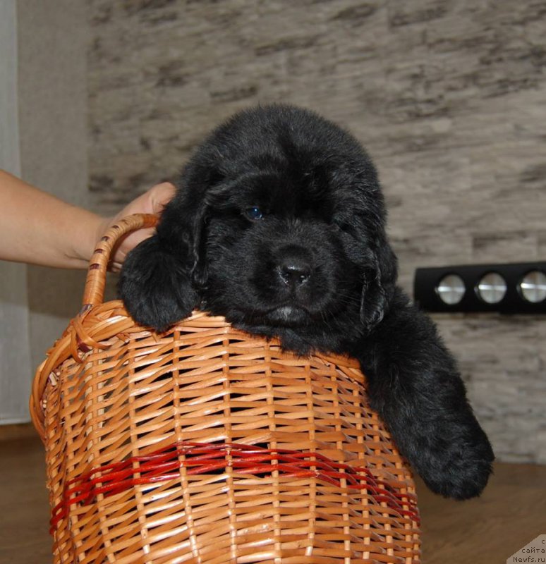 Фото: ньюфаундленд Chardonnay Kara Deniz