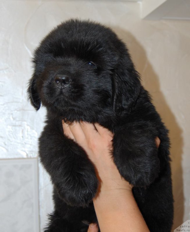 Фото: ньюфаундленд Chardonnay Kara Deniz