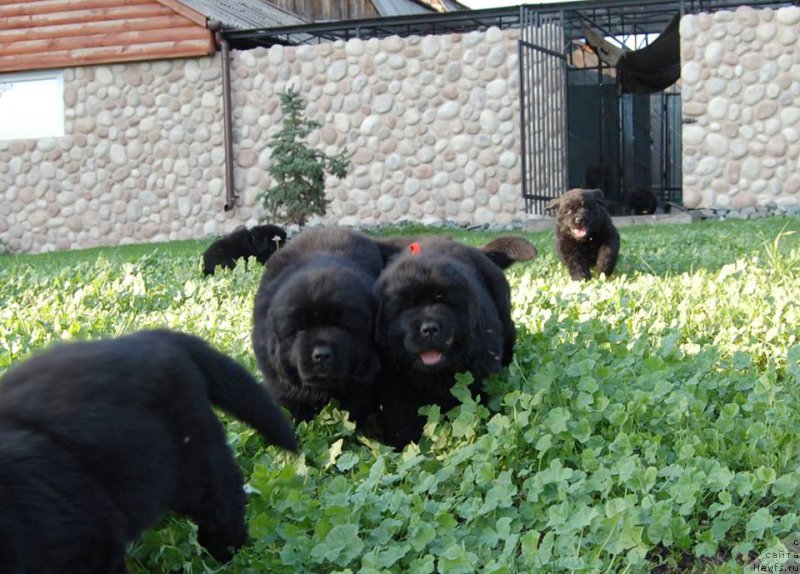 Фото: ньюфаундленд Их Высочество Глория Айрис (Ih Visochestvo Gloria Airis)