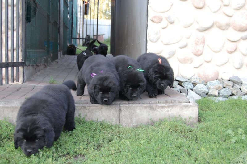 Фото: ньюфаундленд Chardonnay Kara Deniz