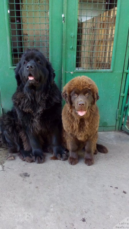 Фото: ньюфаундленд Браунблад МСК Бетани Эйс