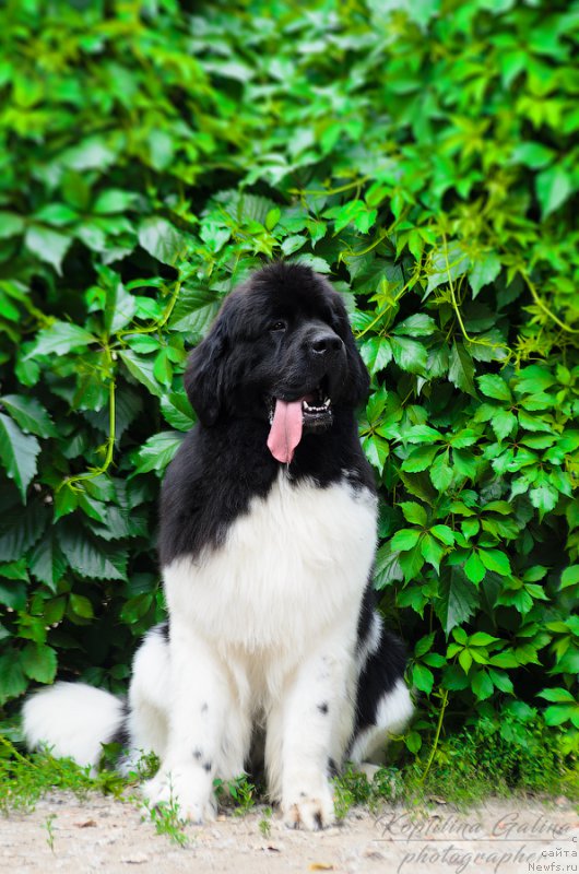 Фото: ньюфаундленд Супер Бизон Маэстро (Super Bizon Maestro)