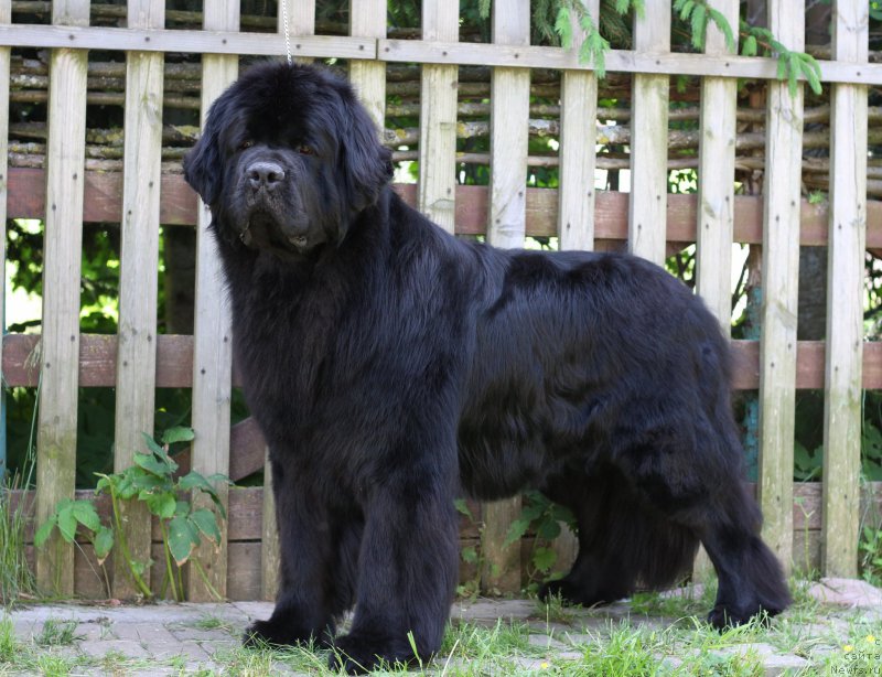 Фото: Виктор Хрищанович, ньюфаундленд Joyeux Rodger iz Volotova