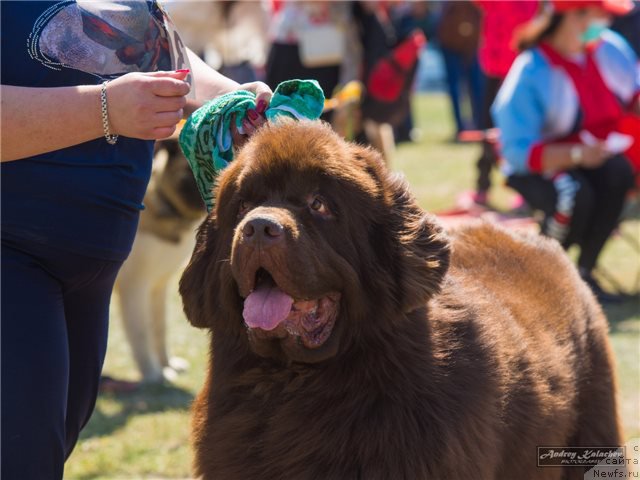 Фото: ньюфаундленд Фактурный Фрукт с Берега Дона (Fakturnyi Frukt s Berega Dona)