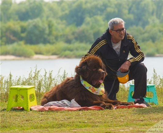 Фото: ньюфаундленд Фактурный Фрукт с Берега Дона (Fakturnyi Frukt s Berega Dona)