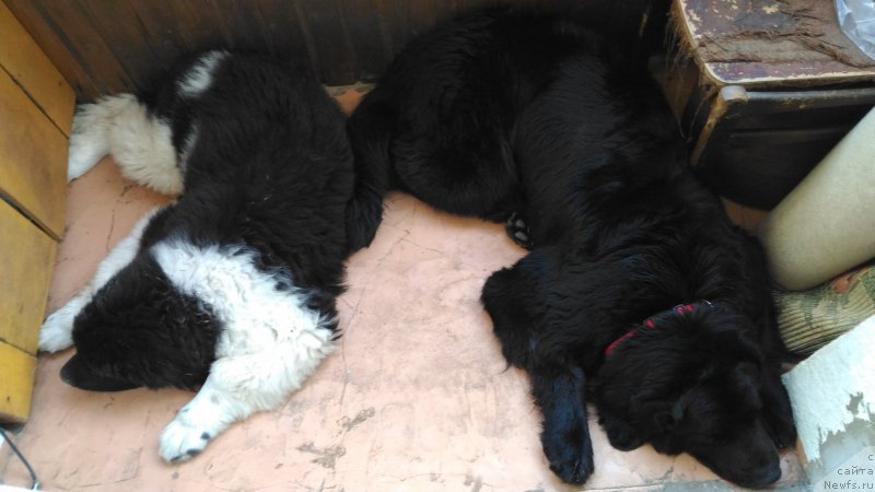 Фотография № 212385