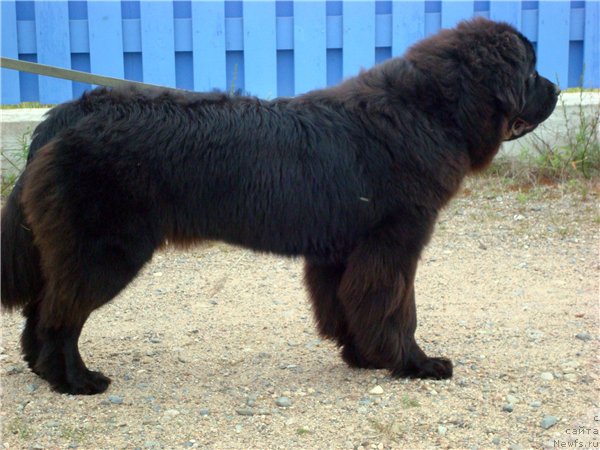 Фото: ньюфаундленд Моя Стихия Лорейн Дитрих (Moya Stikhiya Loreyn Ditrix)