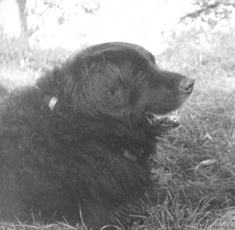 Фото: ньюфаундленд Галар Бей