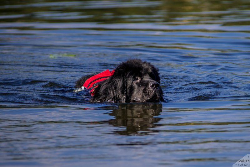 Фото: ньюфаундленд Tata Vialiki Miadzvedz