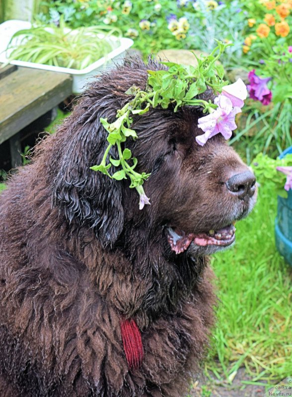 Фото: ньюфаундленд Фанньюф Госпожа Удача (Funnewf Gospozha Udacha)