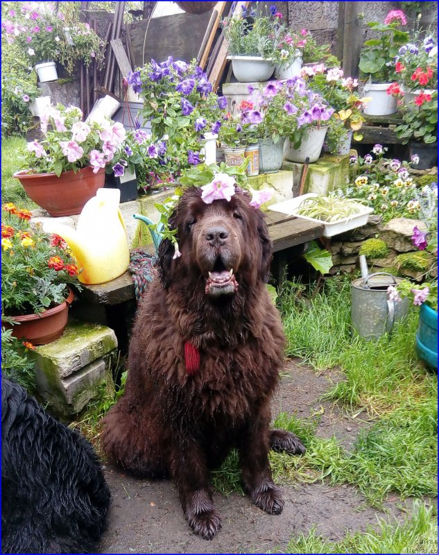 Фото: ньюфаундленд Фанньюф Госпожа Удача (Funnewf Gospozha Udacha)