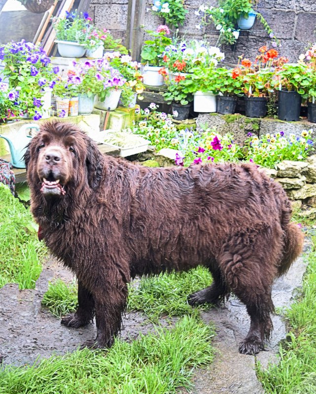 Фото: ньюфаундленд Фанньюф Госпожа Удача (Funnewf Gospozha Udacha)