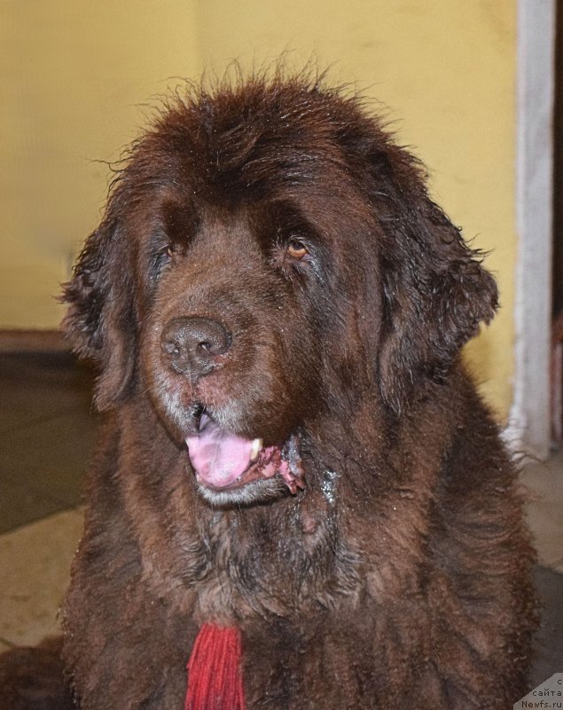 Фото: ньюфаундленд Фанньюф Госпожа Удача (Funnewf Gospozha Udacha)