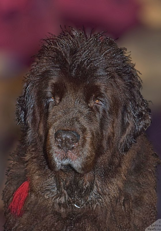 Фото: ньюфаундленд Фанньюф Госпожа Удача (Funnewf Gospozha Udacha)