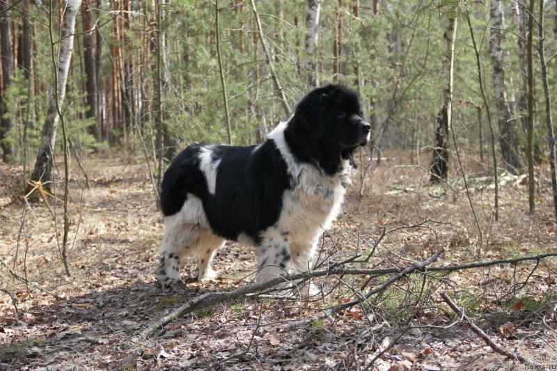 Фото: ньюфаундленд Archibald Good Win Super Mishka (Арчибальд Гуд Вин Супер Мишка)