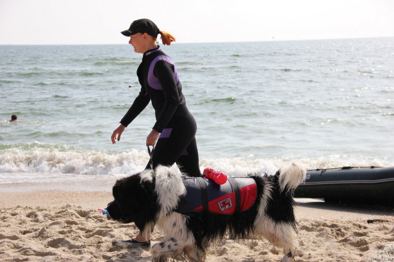 Фото: ньюфаундленд Archibald Good Win Super Mishka (Арчибальд Гуд Вин Супер Мишка)