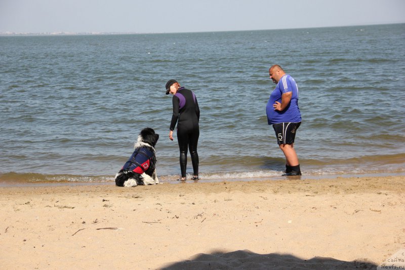 Фото: ньюфаундленд Archibald Good Win Super Mishka (Арчибальд Гуд Вин Супер Мишка)