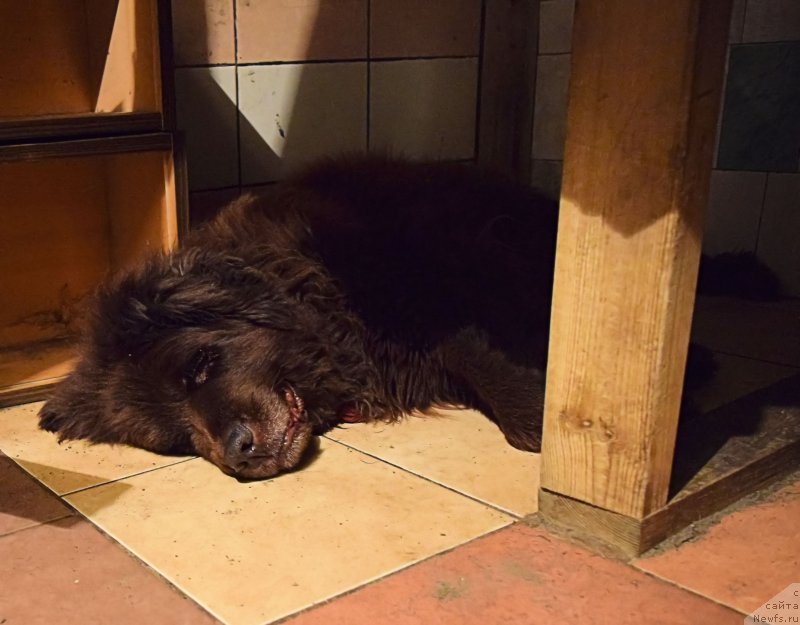 Фото: ньюфаундленд Фанньюф Госпожа Удача (Funnewf Gospozha Udacha)