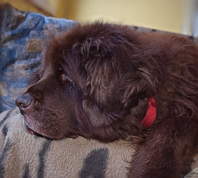 Фото: ньюфаундленд Смигар Ришель Леди Фортуна (Smigar Rishel Lady Fortuna)