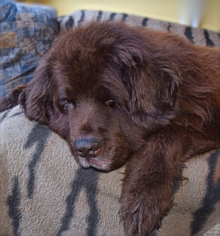 Фото: ньюфаундленд Смигар Ришель Леди Фортуна (Smigar Rishel Lady Fortuna)