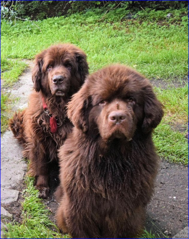 Фото: ньюфаундленд Смигар Ришель Леди Фортуна (Smigar Rishel Lady Fortuna)