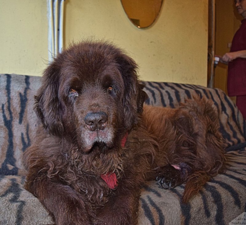 Фото: ньюфаундленд Смигар Ришель Леди Фортуна (Smigar Rishel Lady Fortuna)