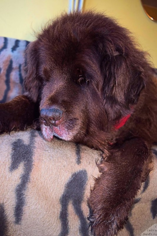 Фото: ньюфаундленд Смигар Ришель Леди Фортуна (Smigar Rishel Lady Fortuna)
