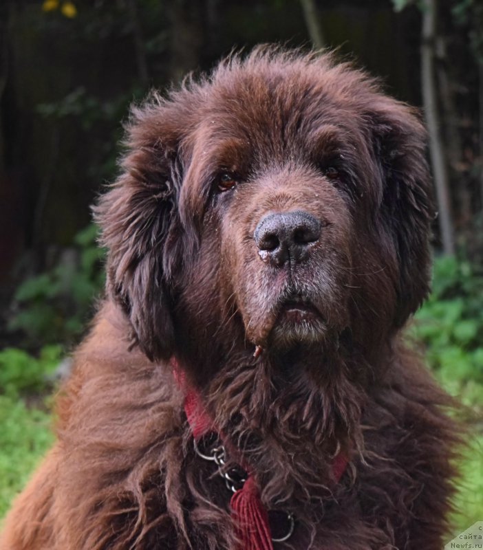 Фото: ньюфаундленд Смигар Ришель Леди Фортуна (Smigar Rishel Lady Fortuna)