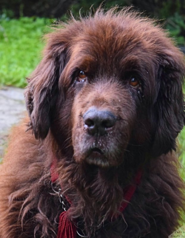 Фото: ньюфаундленд Смигар Ришель Леди Фортуна (Smigar Rishel Lady Fortuna)