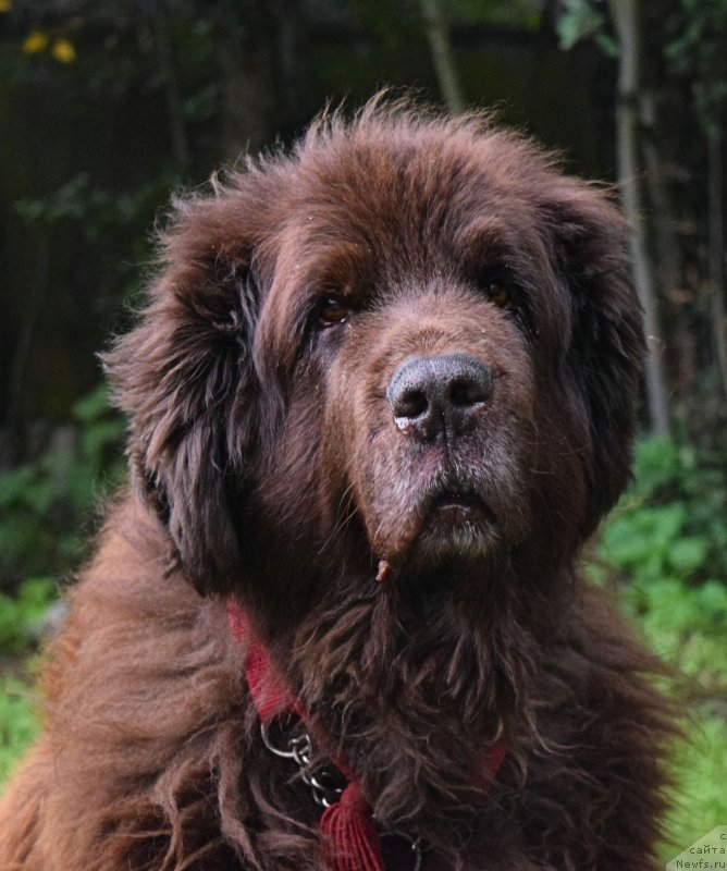 Фото: ньюфаундленд Смигар Ришель Леди Фортуна (Smigar Rishel Lady Fortuna)