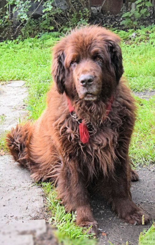 Фото: ньюфаундленд Смигар Ришель Леди Фортуна (Smigar Rishel Lady Fortuna)