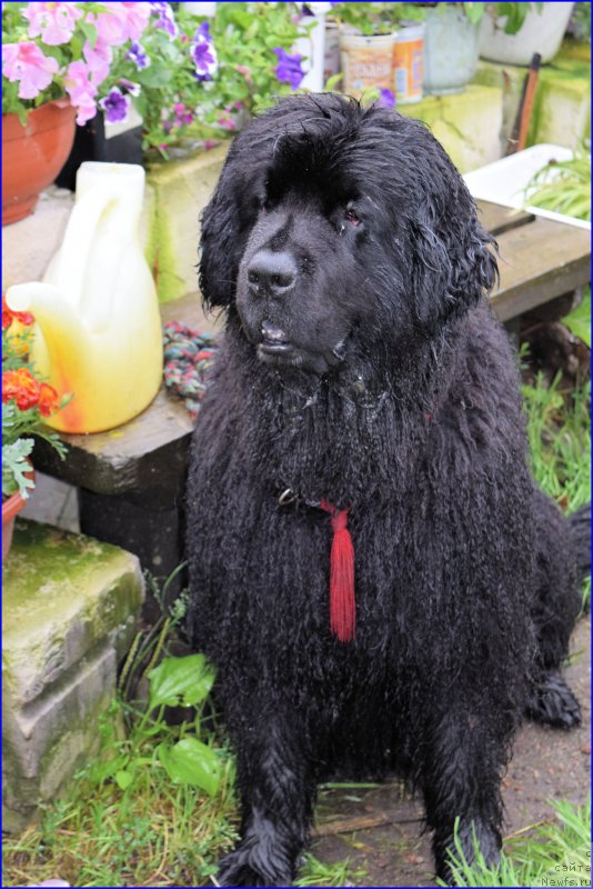 Фото: ньюфаундленд Фанньюф Улетная Девчонка (Funnewf Uletnaya Devchenka)