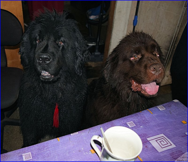 Фотография № 212455