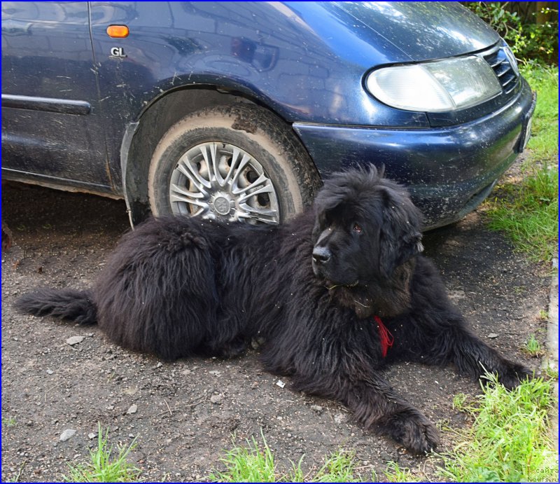 Фото: ньюфаундленд Фанньюф Улетная Девчонка (Funnewf Uletnaya Devchenka)