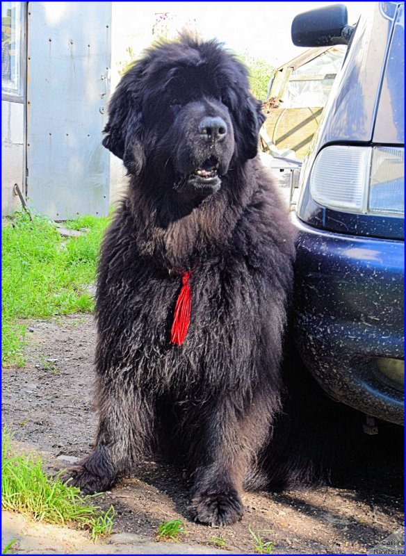 Фото: ньюфаундленд Фанньюф Улетная Девчонка (Funnewf Uletnaya Devchenka)