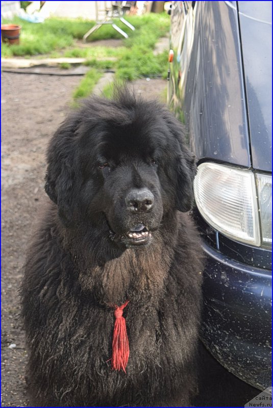 Фото: ньюфаундленд Фанньюф Улетная Девчонка (Funnewf Uletnaya Devchenka)