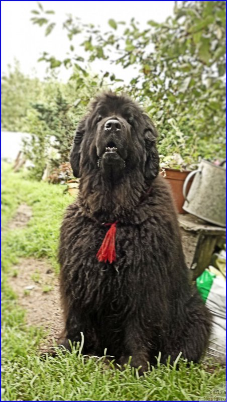 Фото: ньюфаундленд Фанньюф Улетная Девчонка (Funnewf Uletnaya Devchenka)