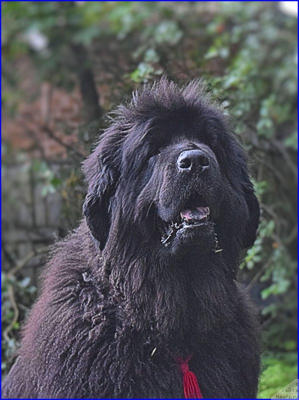 Фото: ньюфаундленд Фанньюф Улетная Девчонка (Funnewf Uletnaya Devchenka)