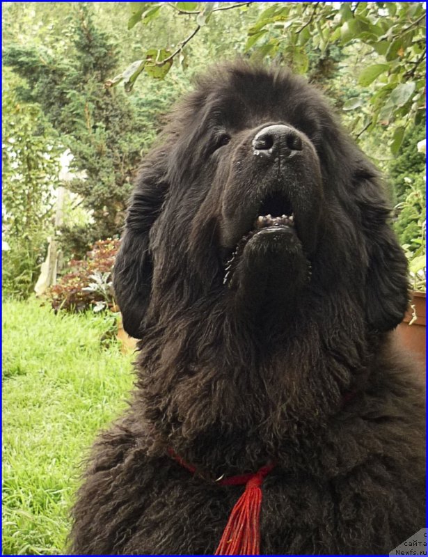 Фото: ньюфаундленд Фанньюф Улетная Девчонка (Funnewf Uletnaya Devchenka)