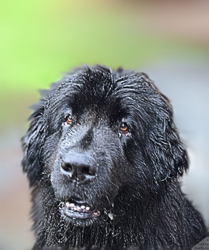 Фотография № 212464