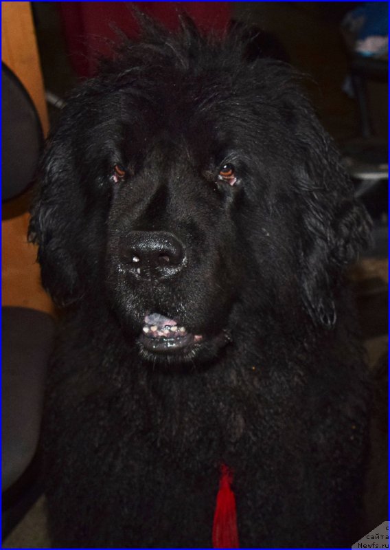 Фото: ньюфаундленд Фанньюф Улетная Девчонка (Funnewf Uletnaya Devchenka)