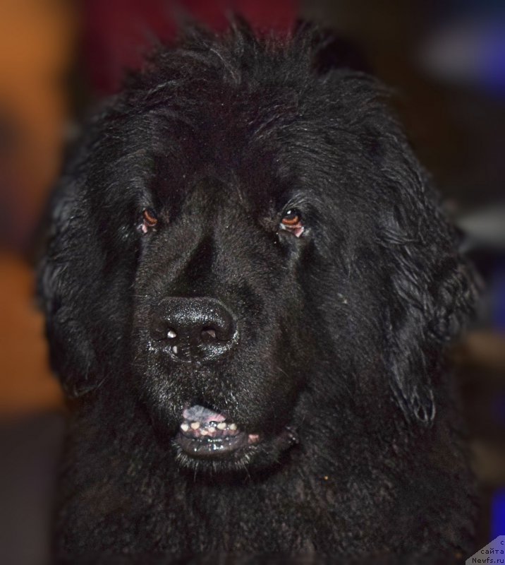 Фотография № 212466