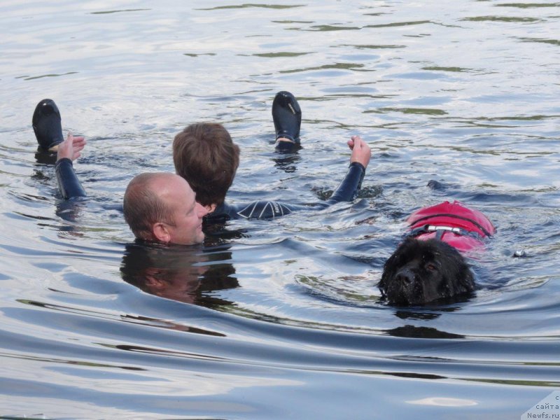 Фото: ньюфаундленд Браунблад МСК Жансая Шули (Brownblood MSK Zhansaya Shuli)