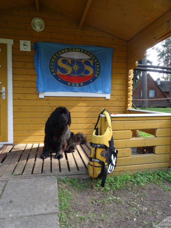 Фото: ньюфаундленд Браунблад МСК Жансая Шули (Brownblood MSK Zhansaya Shuli)