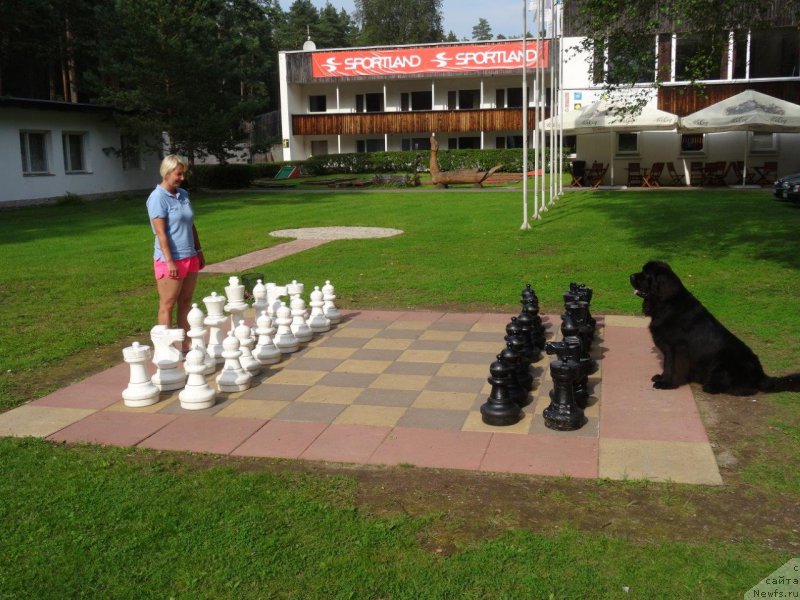 Фото: ньюфаундленд Браунблад МСК Жансая Шули (Brownblood MSK Zhansaya Shuli)