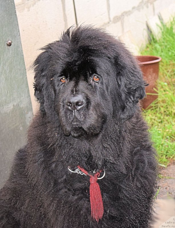 Фотография № 212473