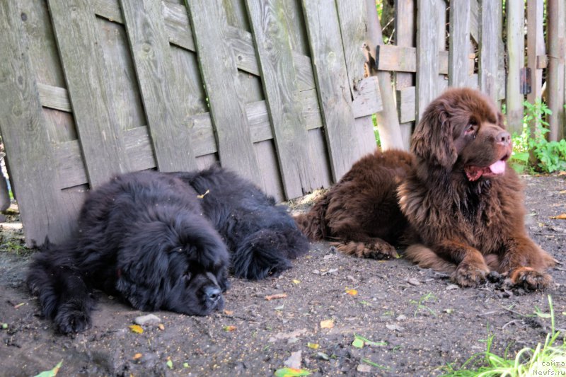 Фото: ньюфаундленд Фанньюф Тинкербель Сказочная Принцесса