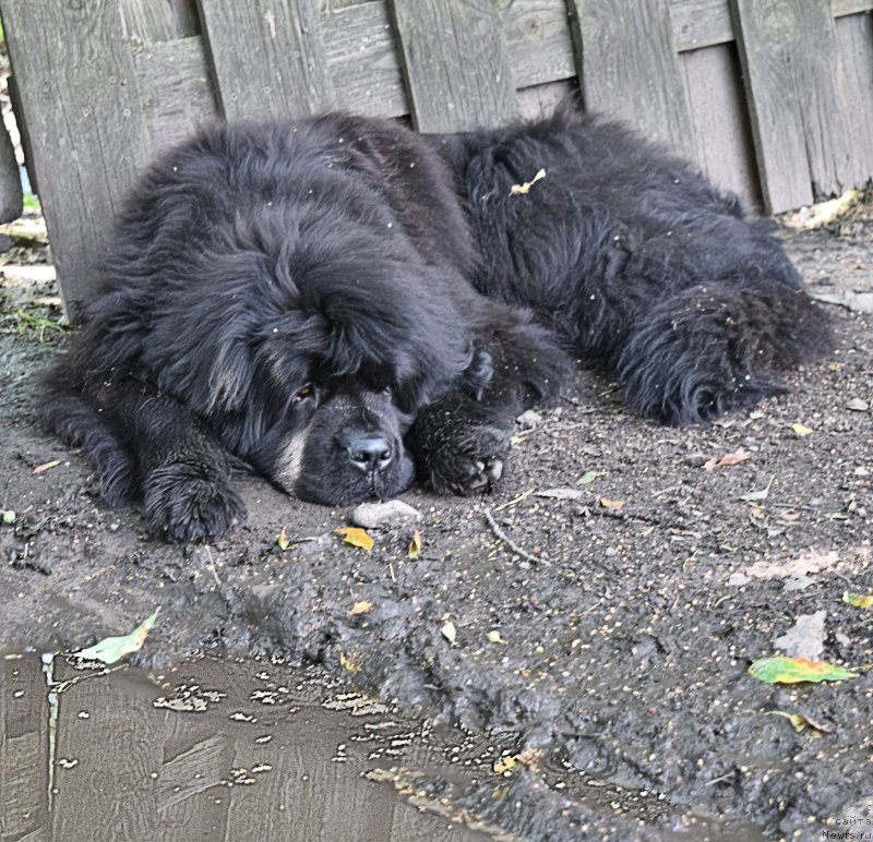 Фото: ньюфаундленд Фанньюф Тинкербель Сказочная Принцесса
