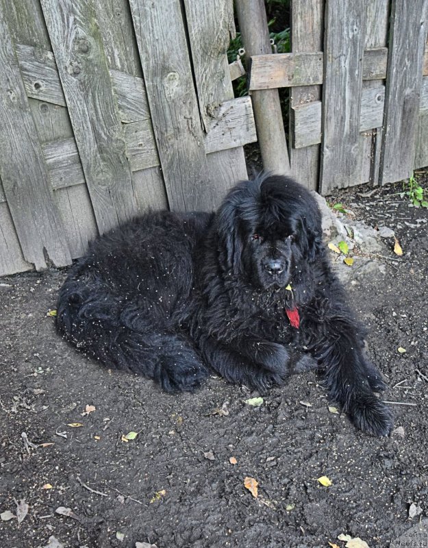 Фото: ньюфаундленд Фанньюф Тинкербель Сказочная Принцесса