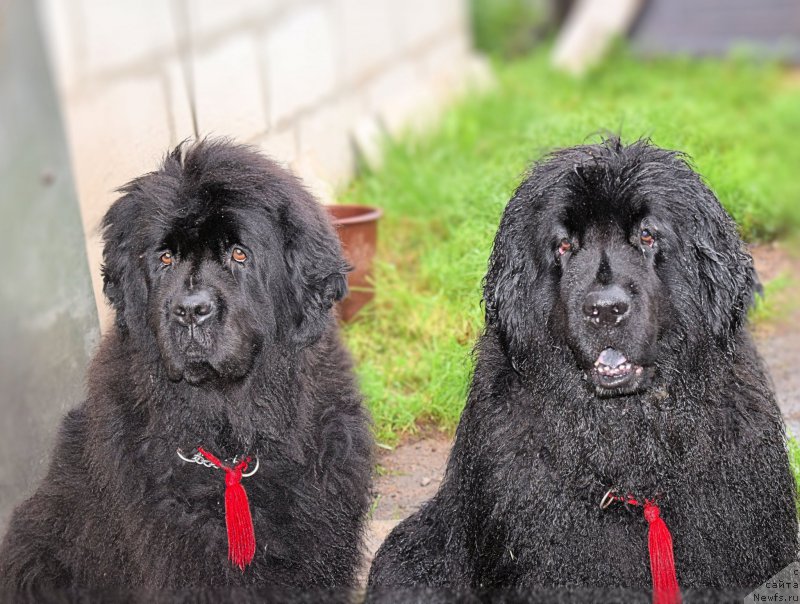 Фото: ньюфаундленд Фанньюф Тинкербель Сказочная Принцесса, ньюфаундленд Фанньюф Улетная Девчонка (Funnewf Uletnaya Devchenka)